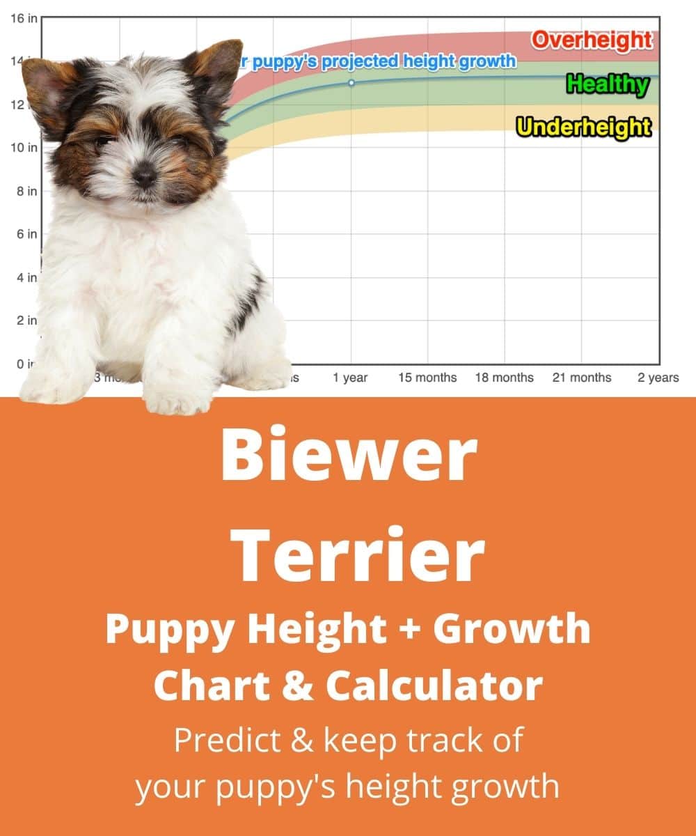 Biewer Yorkshire Terrier Height+Growth Chart How Tall Will My Biewer